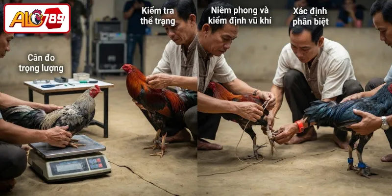 Kiểm tra thể trạng và phân nhóm chiến kê