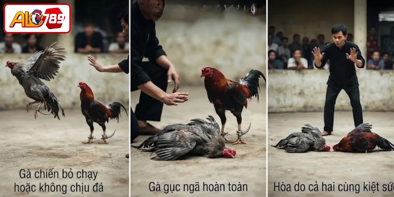 Những tiêu chí xác định thắng thua trong đá gà cựa sắt