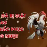 Xử Lý Đá Gà Bị Giật Lag – Cách Khắc Phục Không Mượt